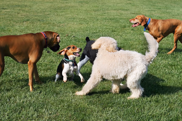 Torrey Hills Dog Park